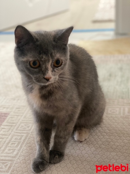 British Shorthair, Kedi  ASLAN fotoğrafı