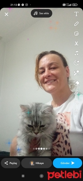 Chinchilla, Kedi  Uğur fotoğrafı