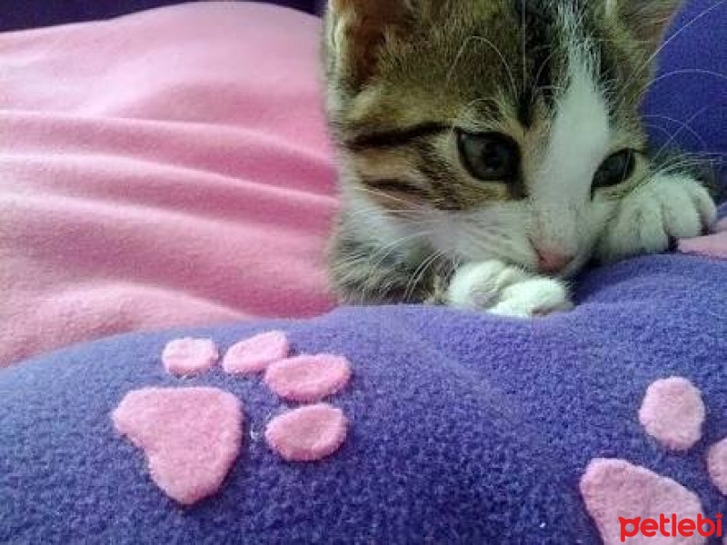 Tekir Kedi, Kedi  Badem fotoğrafı