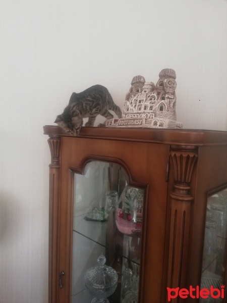 Tekir Kedi, Kedi  Leydi fotoğrafı