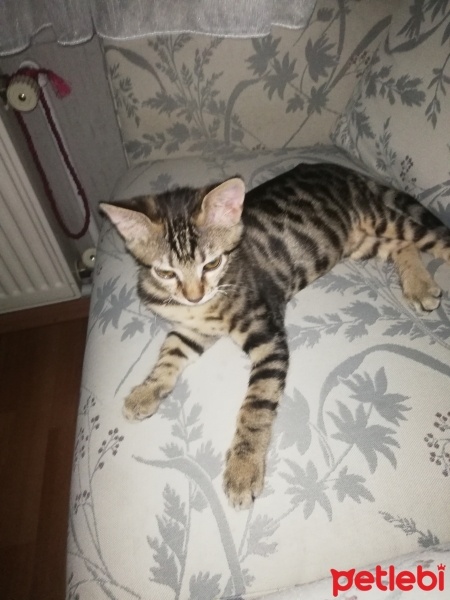 Tekir Kedi, Kedi  Leydi fotoğrafı