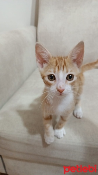 Sarman, Kedi  Pisi yuva arıyor fotoğrafı
