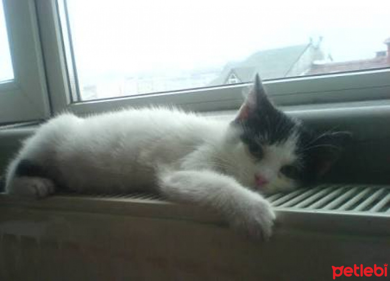 Tekir Kedi, Kedi  Hardal fotoğrafı