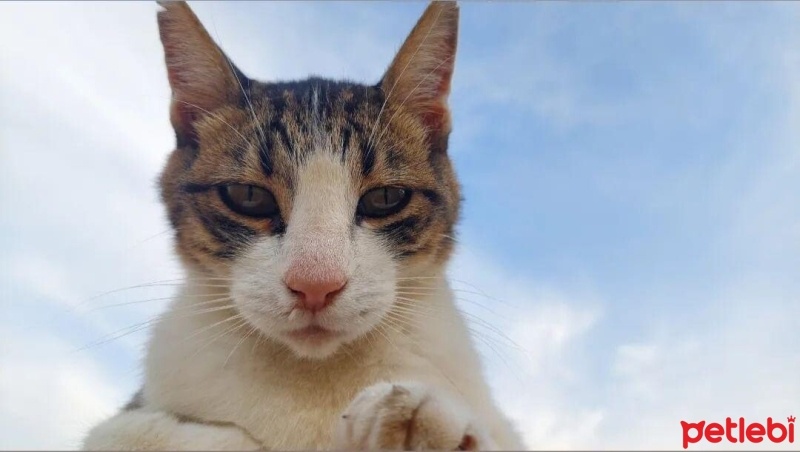 Tekir Kedi, Kedi  Cadı fotoğrafı