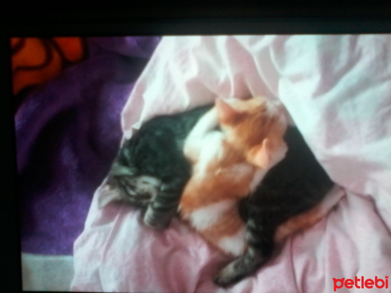 Tekir Kedi, Kedi  Minnos fotoğrafı