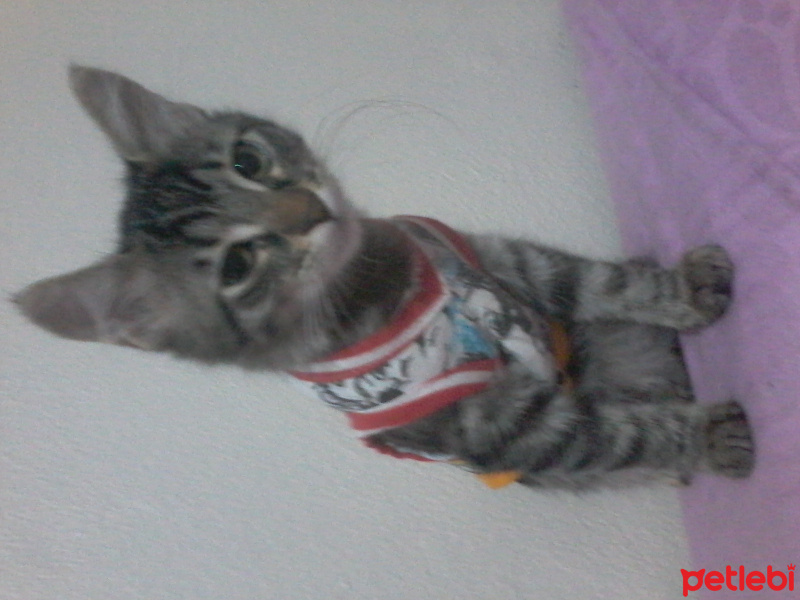 Tekir Kedi, Kedi  Minnos fotoğrafı