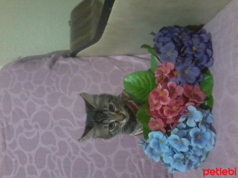 Tekir Kedi, Kedi  Minnos fotoğrafı
