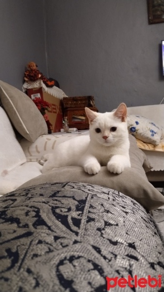 British Shorthair, Kedi  Pamuk Prenses fotoğrafı