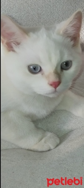 British Shorthair, Kedi  Pamuk Prenses fotoğrafı