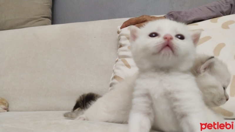 British Shorthair, Kedi  Pamuk Prenses fotoğrafı
