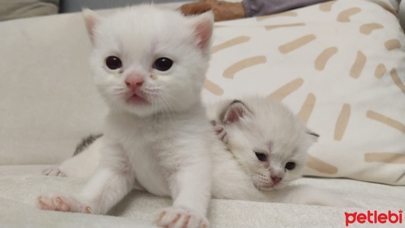 British Shorthair, Kedi  Pamuk Prenses fotoğrafı