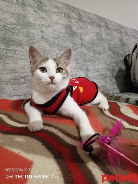 Tekir Kedi, Kedi  Mia fotoğrafı