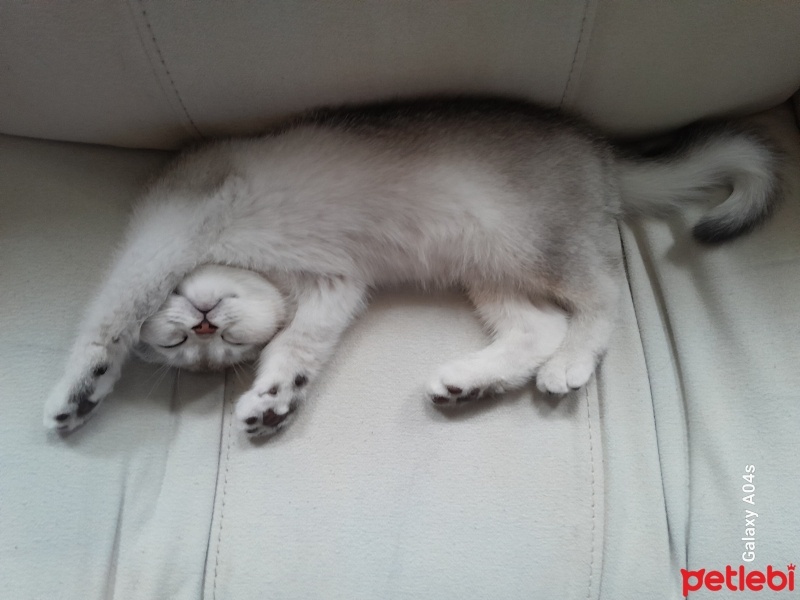 British Shorthair, Kedi  MARS fotoğrafı