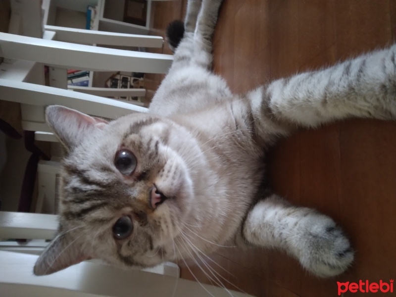 British Shorthair, Kedi  Efekan fotoğrafı