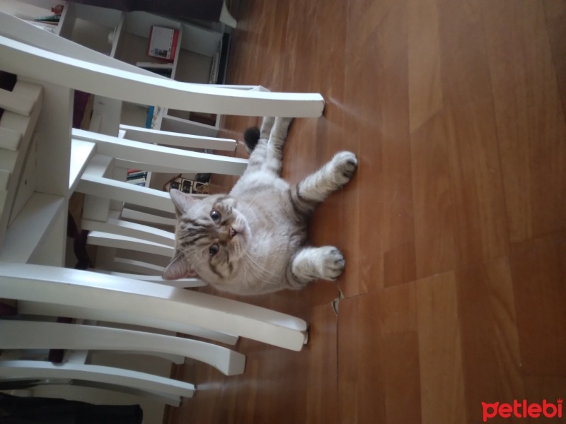 British Shorthair, Kedi  Efekan fotoğrafı