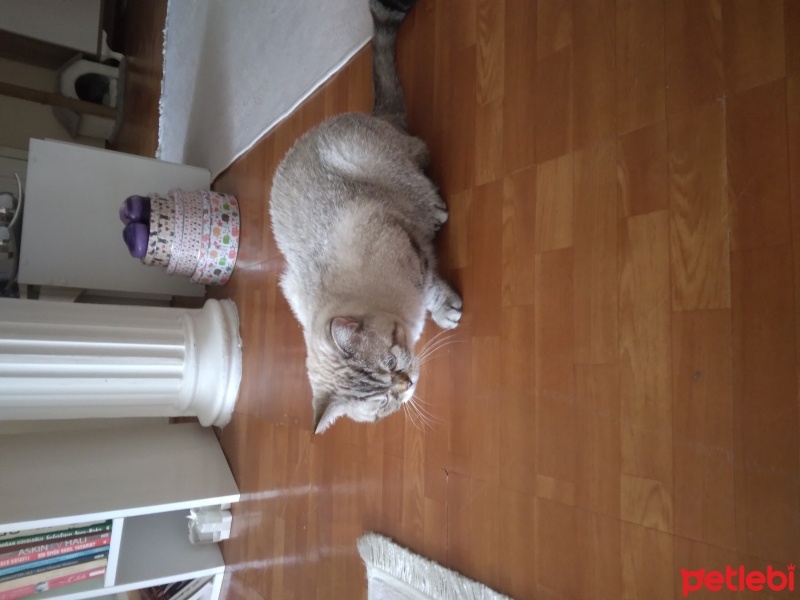British Shorthair, Kedi  Efekan fotoğrafı