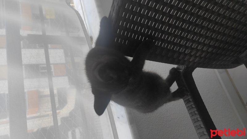 British Shorthair, Kedi  yok fotoğrafı