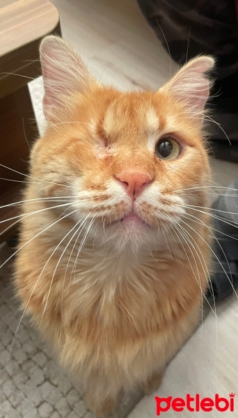 Sarman, Kedi  Köri fotoğrafı