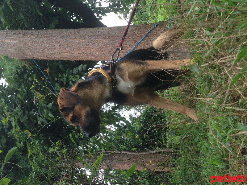 Alman Çoban Köpeği, Köpek  Rita fotoğrafı
