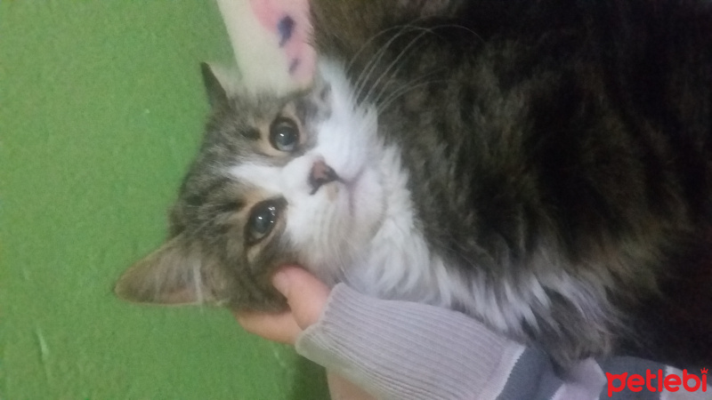 Tekir Kedi, Kedi  nina fotoğrafı