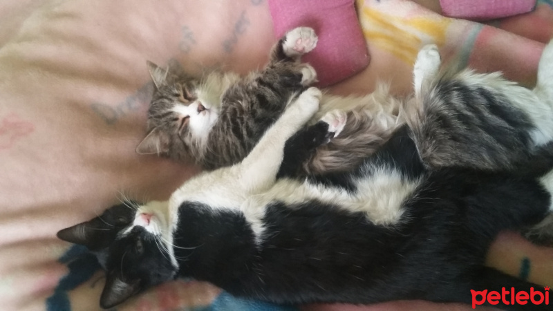 Tekir Kedi, Kedi  nina fotoğrafı