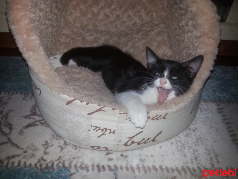 Tekir Kedi, Kedi  nina fotoğrafı