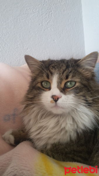 Tekir Kedi, Kedi  nina fotoğrafı