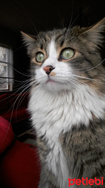 Tekir Kedi, Kedi  nina fotoğrafı