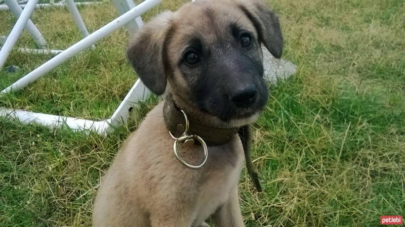 Sokö (Sokak Köpeği), Köpek  ŞİRİN fotoğrafı