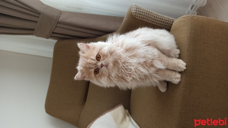 İran Kedisi (Persian), Kedi  Mia fotoğrafı