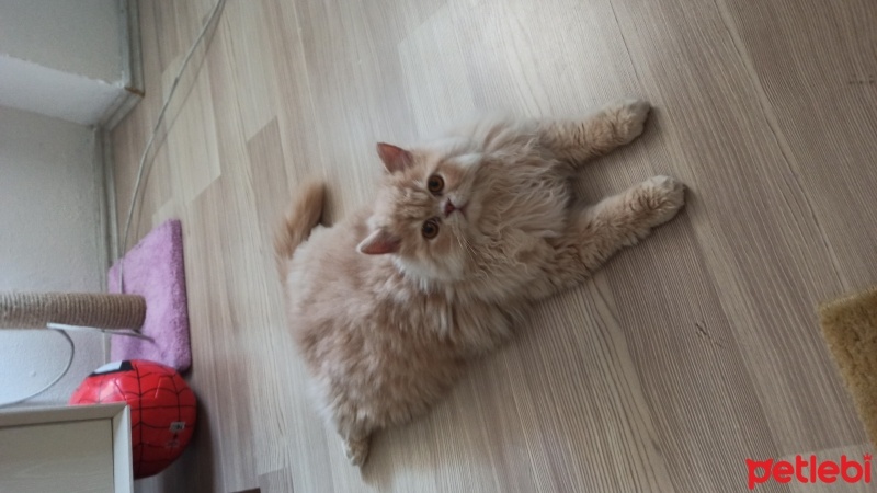 İran Kedisi (Persian), Kedi  Mia fotoğrafı