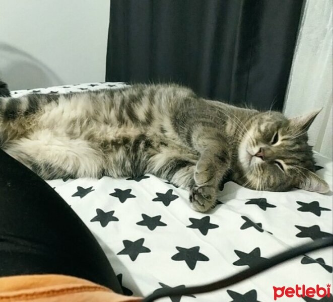 British Shorthair, Kedi  Aşk fotoğrafı