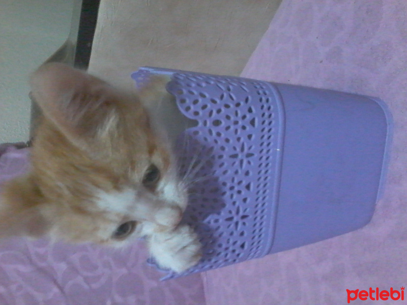 Tekir Kedi, Kedi  Garfild fotoğrafı