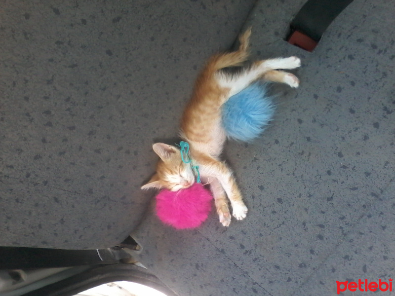 Tekir Kedi, Kedi  Garfild fotoğrafı