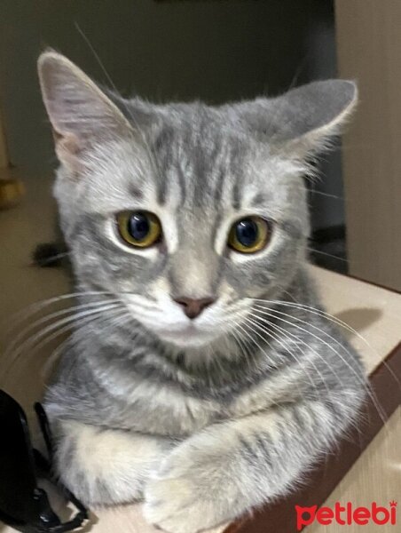 British Shorthair, Kedi  Bal fotoğrafı