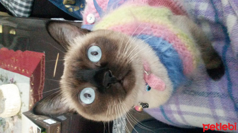 Siyam Kedisi, Kedi  Nazlı fotoğrafı