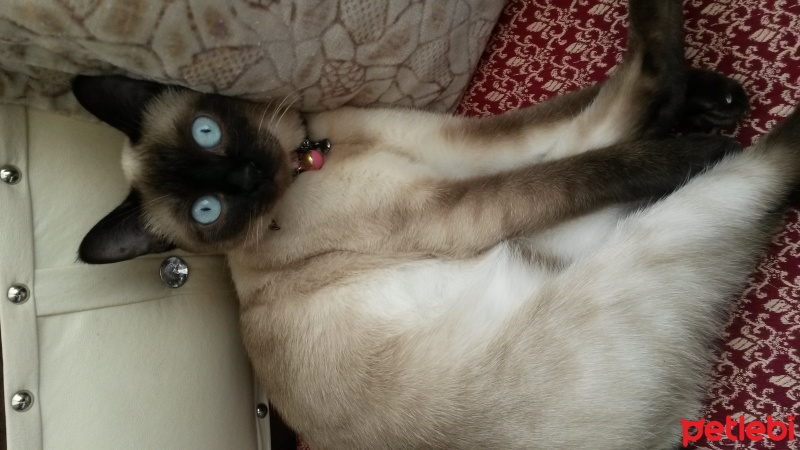 Siyam Kedisi, Kedi  Nazlı fotoğrafı