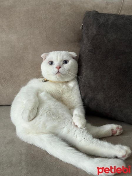 Scottish Fold, Kedi  Köpük fotoğrafı