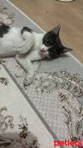 Tekir Kedi, Kedi  Fıstık fotoğrafı