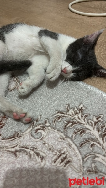 Tekir Kedi, Kedi  Fıstık fotoğrafı