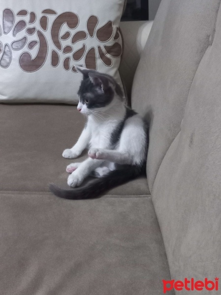 Tekir Kedi, Kedi  Fıstık fotoğrafı