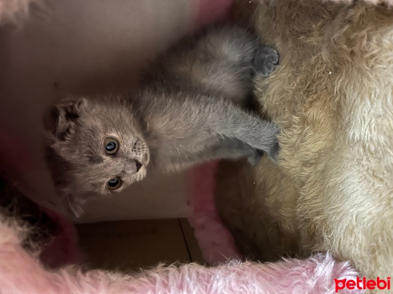 Scottish Fold, Kedi  Scottish fold fotoğrafı