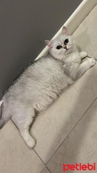 Scottish Fold, Kedi  Narniya fotoğrafı