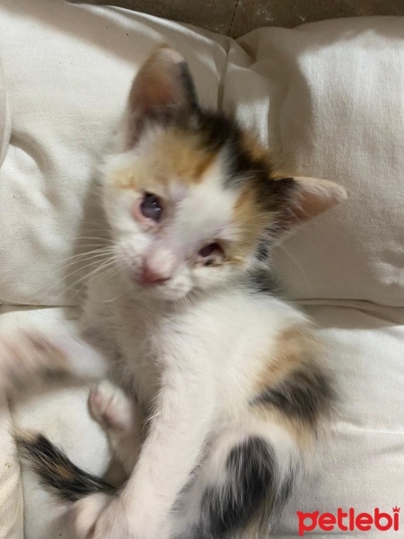 Tekir Kedi, Kedi  Adı yok fotoğrafı