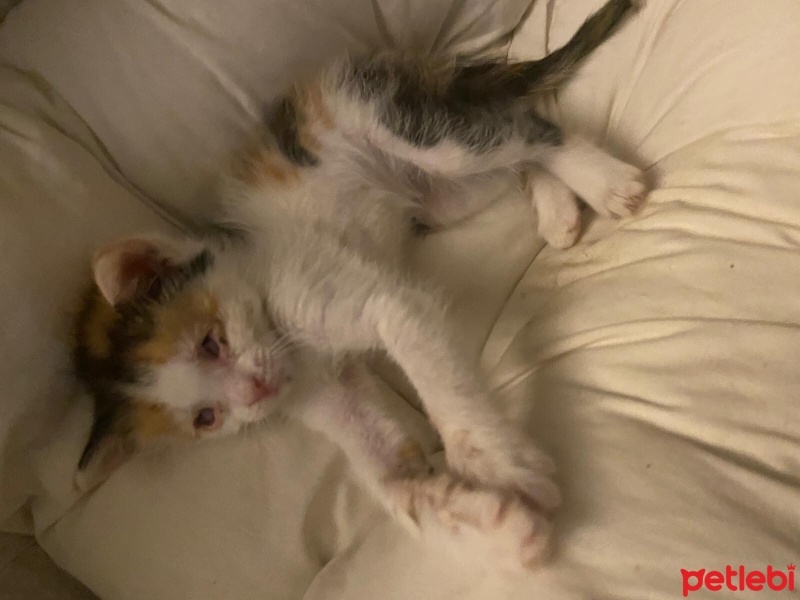Tekir Kedi, Kedi  Adı yok fotoğrafı