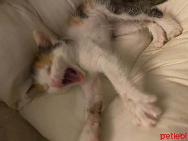 Tekir Kedi, Kedi  Adı yok fotoğrafı