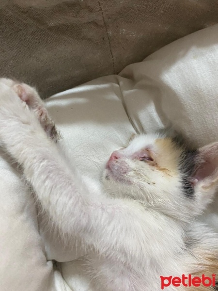 Tekir Kedi, Kedi  Adı yok fotoğrafı