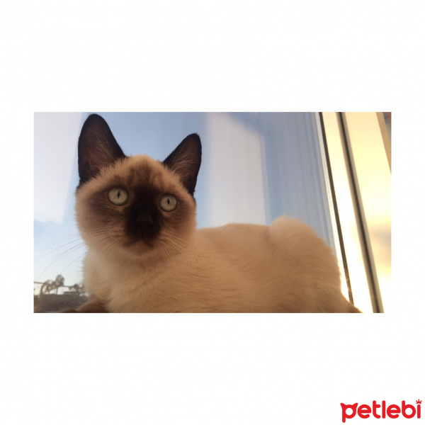 Siyam Kedisi, Kedi  Ares fotoğrafı