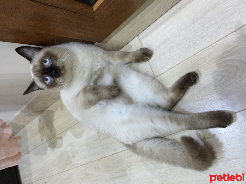 Siyam Kedisi, Kedi  Ares fotoğrafı