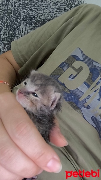 Tekir Kedi, Kedi  Mırmır fotoğrafı